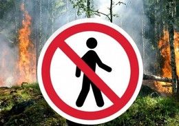 В Московской области введено ограничение пребывания
граждан в лесах и въезда в них транспортных средств
